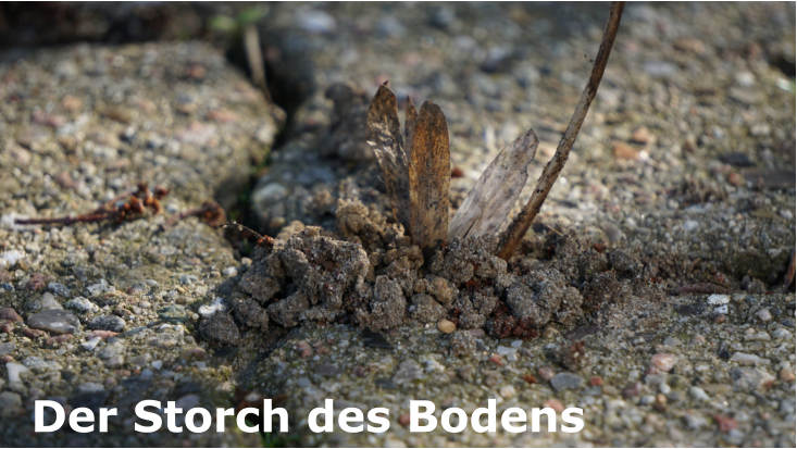 Der Storch des Bodens