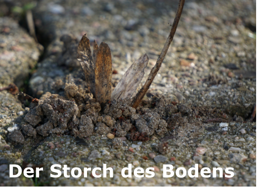 Der Storch des Bodens