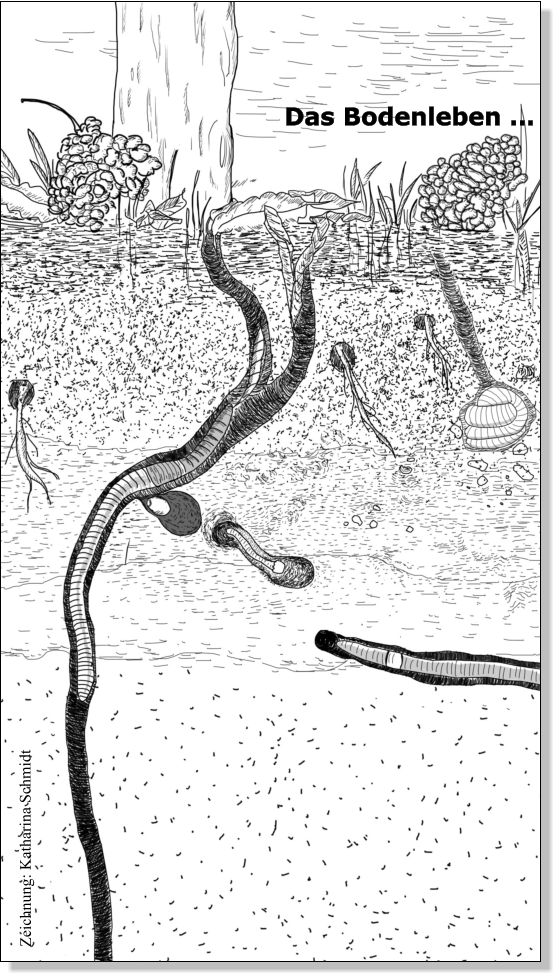 Zeichnung: Katharina Schmidt Das Bodenleben …