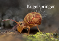 Kugelspringer