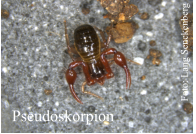 Roter Laubfresser  Pseudoskorpion Foto: Lang Senckenberg