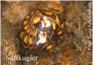 Saftkugler Foto: Lang Senckenberg