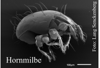 Hornmilbe Foto: Lang Senckenberg