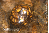 Saftkugler Foto: Lang Senckenberg