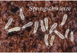 Springschwänze