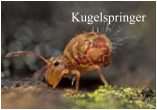 Kugelspringer