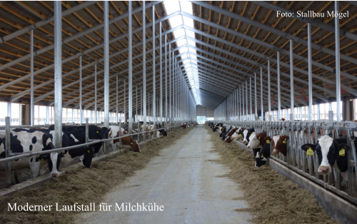 Foto: Stallbau Mögel Moderner Laufstall für Milchkühe