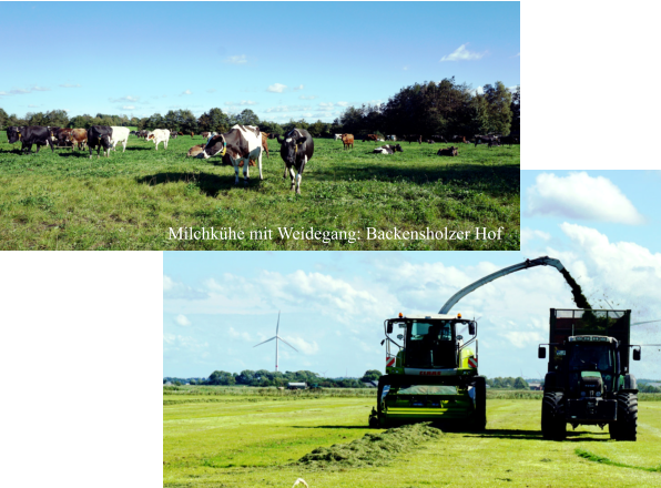 Milchkühe mit Weidegang: Backensholzer Hof