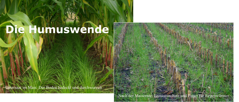 Die Humuswende Untersaat im Mais: Der Boden bedeckt und durchwurzelt Nach der Maisernte: Erosionsschutz und Futter für Regenwürmer